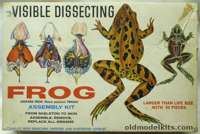 Palmer Visible Dissecting Frog - Leopard Frog Female, 800-198 plastic model kit