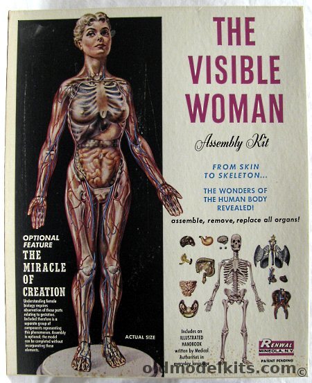 新品超特価プラモデル『RENWAL／THE VISIBLE WOMAN』未組立品 アメリカ製 女性人体模型 当時物超レア品 生き物